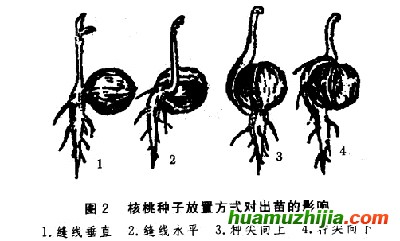 播种育苗技术