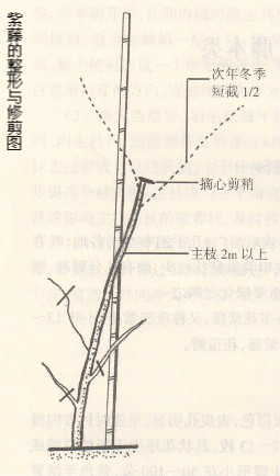 紫藤