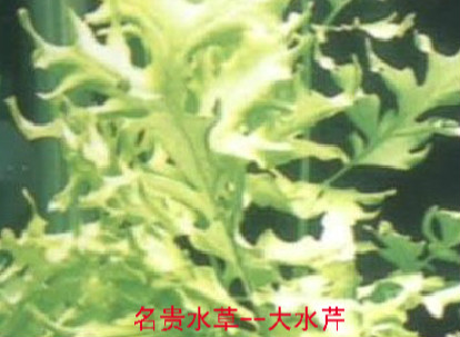 大水芹
