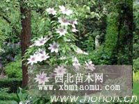 自然式庭院设计图片