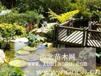 自然式庭院图片
