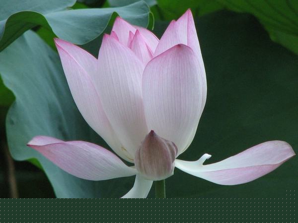 荷花常见病害及防治