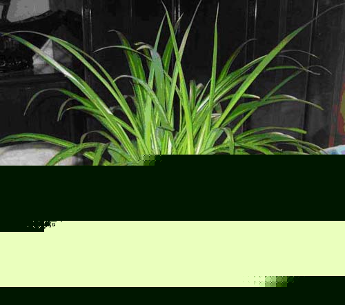 Ļ