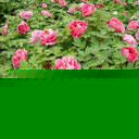 ĵͼƬ