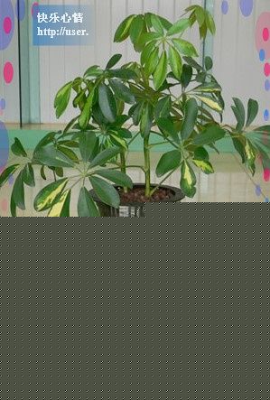 鸭脚木