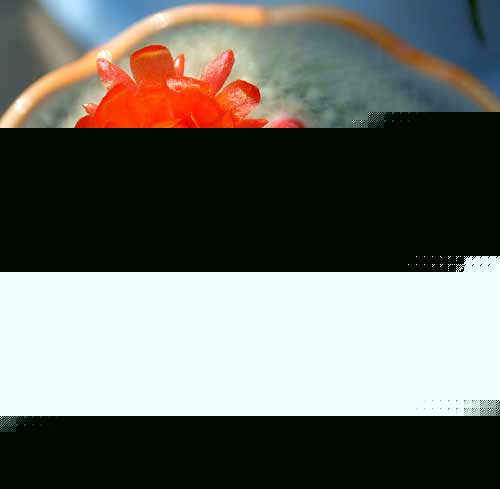 ŵķϢ