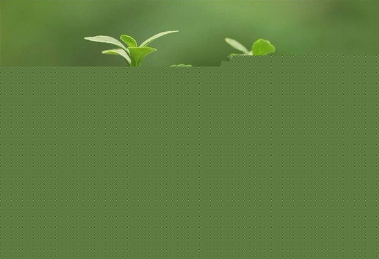 种甜叶菊要防斑枯病