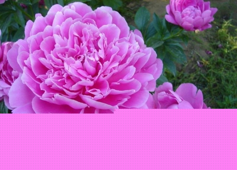 ֪ʶȫ