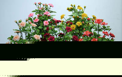 ڷЩֲ