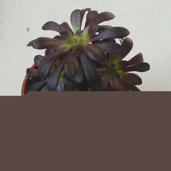 黑法师养殖方法