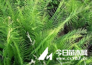 蜈蚣草