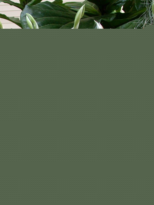 什么时候进行分株繁殖