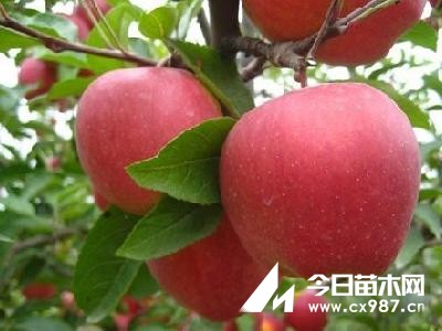  苹果树