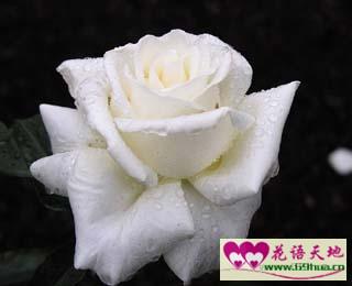 白色蔷薇的花语：纯洁的爱情