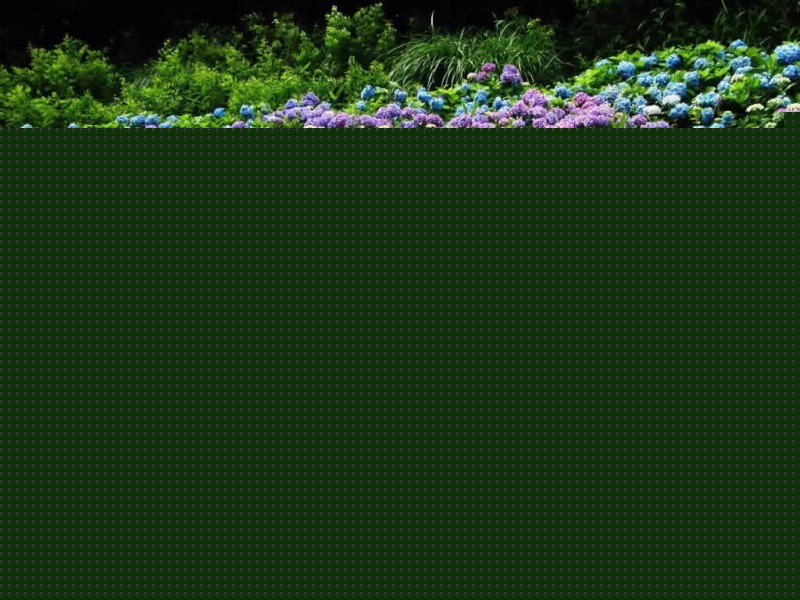 八仙花