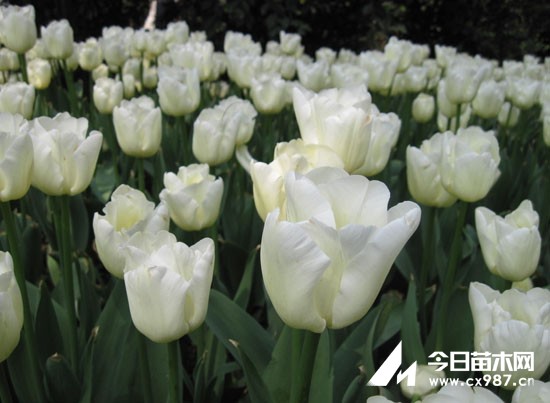 白色郁金香的花语