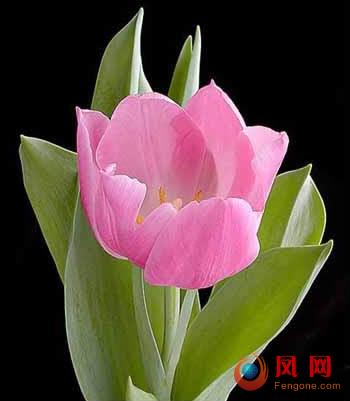 百合使人失眠 卧室内绝不能摆放的花