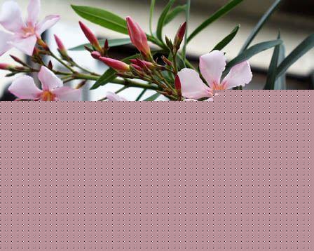 百合使人失眠 卧室内绝不能摆放的花