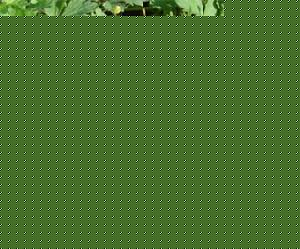 ֦ëݢͥ