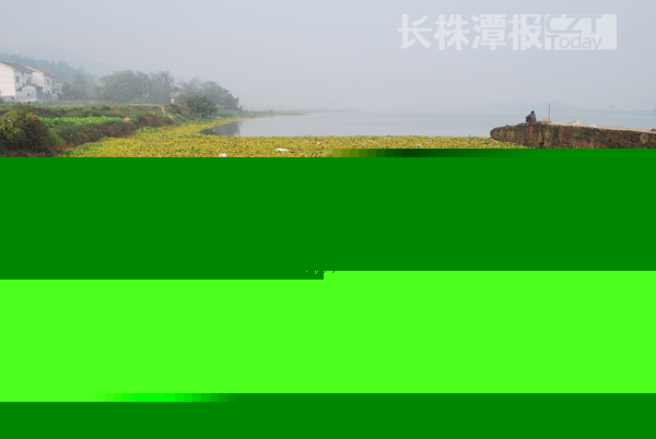 水葫芦