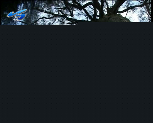 浙江天台一500多岁的古松遭病虫害枯萎