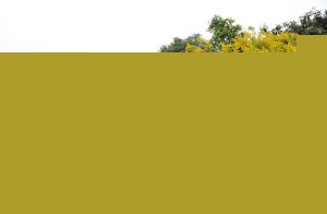 江苏扬州：一枝黄花现身西区 